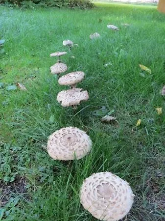 Bed and breakfast Treehouse