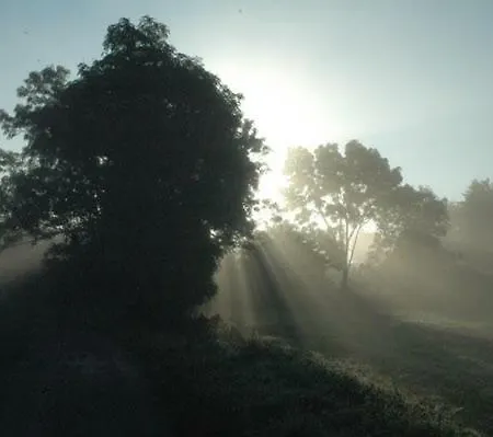 Treehouse Frühstückspension