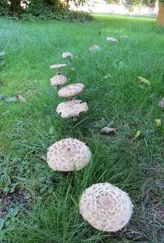 Bed & Breakfast Treehouse