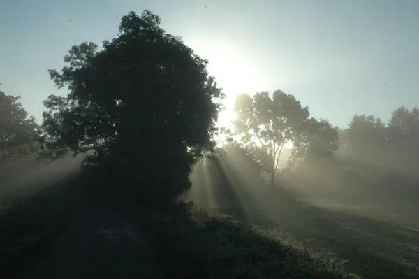 Treehouse Bed & Breakfast